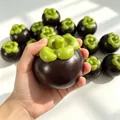 Realistisches Mangostan-Anti-Stress-Spielzeug in Lila und Grün zur Entspannung - Mangostan-Stil (Knusprige Block-Version) / Einzelverpackung / Lila