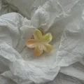 Gedetailleerd overzicht van een elegante frangipani-bloem haarklem met gradiënt - S / Geel Gradiënt