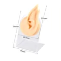 Modèle d'oreille d'elfe en silicone sur support acrylique pour bijoux, hauteur 116 mm. - Modèle + Support d'Exposition / Chair-Oreille Gauche