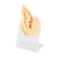 Modèle d'oreille d'elfe en silicone réaliste sur support en acrylique transparent. - Modèle + Support d'Exposition / Chair-Oreille Droite