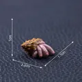 Miniature Halloween creative hand shell figurine decor with 1cm height - Finger Conch (4#)