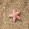 Realistisch roze miniatuur zeester accessoire voor microlandschap en aquarium - Stijl 6 Lichtroze Zeester / 1 Stuk