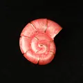 Eleganter rosa emaillierter Muschel-Brosche mit Goldrand und Ozean-Thema Schmuckstück - Muschelschnecke / Rosa