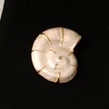 Eleganter Nautilus-Muschel-Brosche mit perlmuttfarbenem Emaille und Gold-Trim-Finish - Muschelschnecke / Weiß