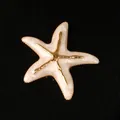 Eleganter beiger Seestern-Anstecker mit Goldakzenten auf schwarzem Stoffhintergrund - Seestern / Weiß
