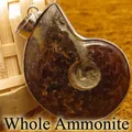 Exquisite unique natural brown ammonite fossil nautilus shell pendant with silver metal rim - Full Spiral Style / Whole Ammonite