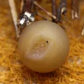 Natural druzy agate egg pendant with round bead design in soft light yellow finish - Druzy Opening (aljylp409) / Light Yellow