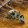 Natural dalmatian jasper stone wing pendant with engraved feather details - Dalmatian Jasper