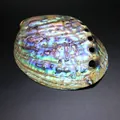 Détail macro d'une coquille d'ormeau naturelle aux reflets nacrés bleu et violet éclatants - Coquille d'Ormeau sans Peau