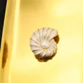 Elegante spilla a conchiglia con perla naturale e preziosa placcatura in oro 18k - Spilla di Perle Lumaca / Stile Spilla