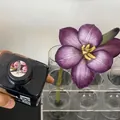 Professional 300ml Prune Purple flower dye showing vivid absorption effect on fresh rose petals. - 300ml / Prune Purple