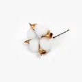 Decorative single natural white cotton boll with thin wire stem for DIY floral crafts - 20 Pieces Set