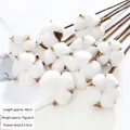 Natural dried cotton flower stalks with white bolls for DIY home decor 40cm length - Pure White / 10 Pieces/Pack