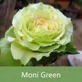 Levendige Monet Groen sprayverf voor verse bloemen op een bloeiende roos detail - 450ml / Monet Groen