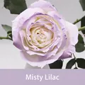 Peinture en spray professionnelle pour fleurs en violet brumeux sur une rose fraîche - 450ml / Violet Brumeux