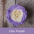 Effet de peinture en spray pour fleurs lilas sur une rose blanche fraîchement coupée - 450ml / Lilas