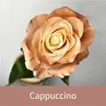 Peinture en aérosol cappuccino pour fleurs fraîches, effet vintage brun sur les pétales - 450ml / Cappuccino