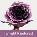 Peinture en aérosol violette Twilight Rainforest pour la coloration florale - 450ml / Forêt Tropicale au Crépuscule