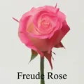 Rose Pink Freud montrant l'effet coloré de la peinture en aérosol florale. - 450ml / Rose Freud