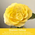 Peinture en aérosol jaune étamine pour colorer les fleurs - 450ml / Jaune Étamine