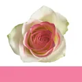 Effet de peinture en aérosol pour rose rose Amani pour la coloration professionnelle - 450ml / Rose rosé