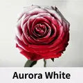 Peinture en aérosol florale blanc aurore pour la décoration et la teinture des fleurs - 450ml / Blanc Aurore