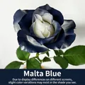 Gros plan d'une rose colorée avec de la peinture pour fleurs bleu Malte aux pétales blanc et bleu - 450ml / Bleu de Malte