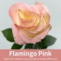 Peinture en aérosol rose flamant rose de qualité pour fleurs fraîches et arrangements - 450ml / Rose Flamant Rose