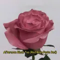 Peinture en spray de 450 ml montrant l'effet Afternoon Tea Dusty Rose sur une rose - 450ml / Rose Thé d'Après-midi