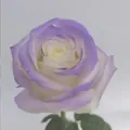 Belle rose blanche avec des bords teintés à la peinture violette pour les bouquets DIY - 450ml / Lavande Battement de Cœur