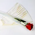 Transparent single rose triangular packaging sleeve with elegant gold trim for flower shops - Large (Pack of 48) / White