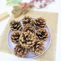 Natural decorative pine cones on purple plate for Christmas home decor and DIY crafts - Red Pine (5-6cm) / 50 Pieces Set