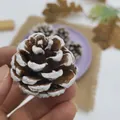 Detailed macro view of a natural pinecone with a white snow-painted edge for decor - Oil Pine (White Dyed 4-5cm) / 50 Pieces Set