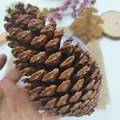 Large decorative dried pinecone for Christmas festive floral holiday arrangements - American Pine / 15-18cm / Dark Brown