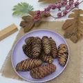 Natural brown pine cones on a purple plate for Christmas and autumn DIY decor. - Spruce / 8-12cm
