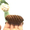 Large natural spruce pine cone for Christmas tree decoration and DIY floral wreath crafts. - 7-9CM