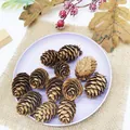 Natural mini larch pine cones set for rustic home and holiday decor - Large Larch (2-3cm) / 100 Pieces Set