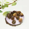 Natural brown dried pine cones perfect for rustic Christmas holiday home decoration - Large Pine Larch / 100 Pieces/Pack (2-3cm)
