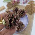 Handcrafted natural brown pine cone ornament with gold cap for Christmas holiday decoration - Local Pine (With Caps) / 20 Pieces/Pack (3.5-4.5cm)