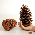 Großer natürlicher Kiefernzapfen als Weihnachtsdekoration und Foto-Requisit - A1-9 Amerikanische Kiefer 7-9cm