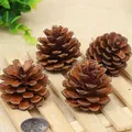 Pigne naturali marroni per decorazioni natalizie e ornamenti rustici per la casa - Pigna locale (A2-2) / 3-4cm / Marrone