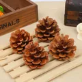 Set di quattro pigne naturali essiccate per decorazioni natalizie rustiche e artigianato fai-da-te - Pigna cinese (A2-6) / 3-4cm / Marrone