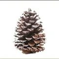 Einzelner natürlicher gefrosteter Kiefernzapfen für weihnachtliche DIY-Dekorationen - Weiß Bemalte Kiefer (A1-13) / 7-9CM