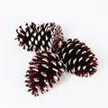 Natural pine cones with white snow tips for Christmas tree decoration DIY crafts - White-tipped Pine Cone / 9-10cm Size