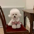 Adorable pink pet autumn base shirt featuring white Peter Pan collar on a white dog. - XS / Pink