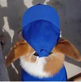 Primer plano de una gorra de béisbol azul para perros con agujeros para orejas - S (Cuello 30-33.5CM) / Azul