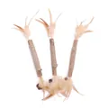 Natural silvervine cat teething sticks with jute rope and tan feathers, set of 3 pieces - Double Feather Silvervine