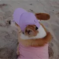 Vista detallada de una gorra morada para perro con agujeros para las orejas en la arena - S (Cuello 30-33.5CM) / Púrpura