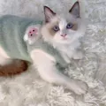 Cute light green plush cat vest with animal patch for autumn and winter warmth protection - XS / Tops / Green