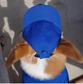 Detail showing the top view of a blue dog baseball cap with ear holes - S (Neck 30-33.5CM) / Blue